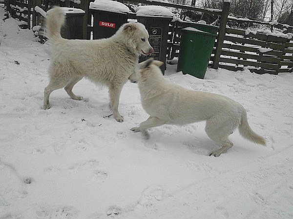 auftakt zum Spiel - weisser schferhund